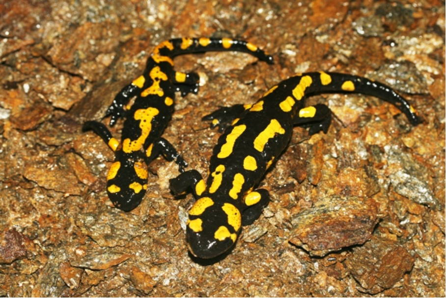 <p>mlok skvrnitý </p>