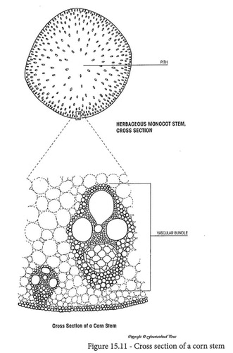 <p>Characterized by scattered vascular bundles.</p>