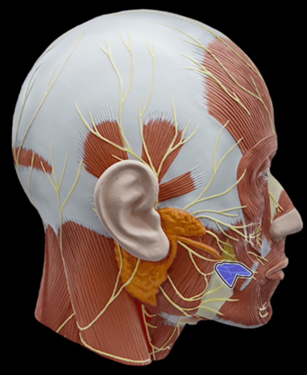 <p>What Muscle Is Highlighted?</p>