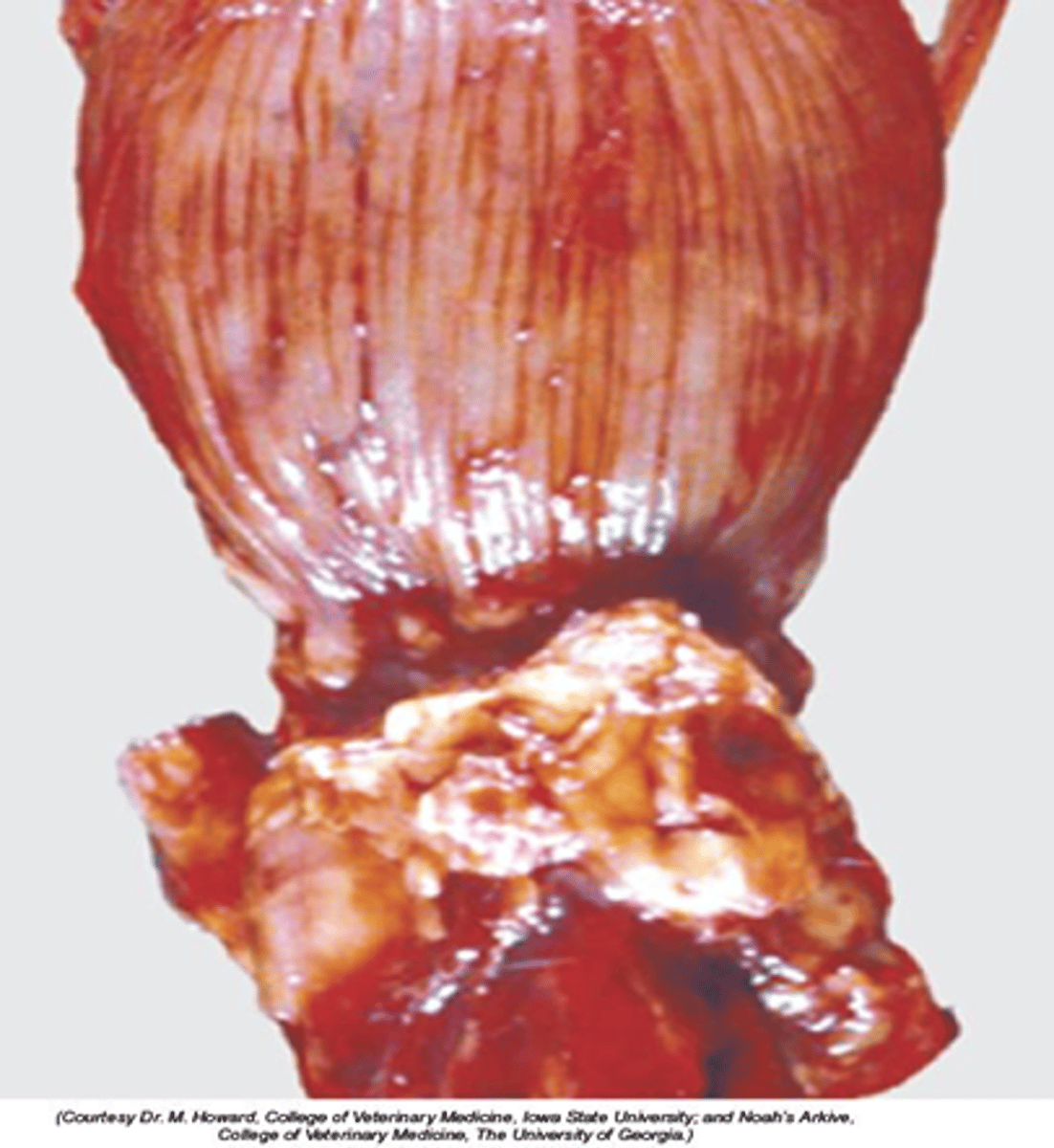 <p>Asymmetrical mild enlargement</p>