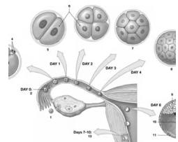 <p><span>Identify what process is occurring at the structure labeled "13."</span></p>