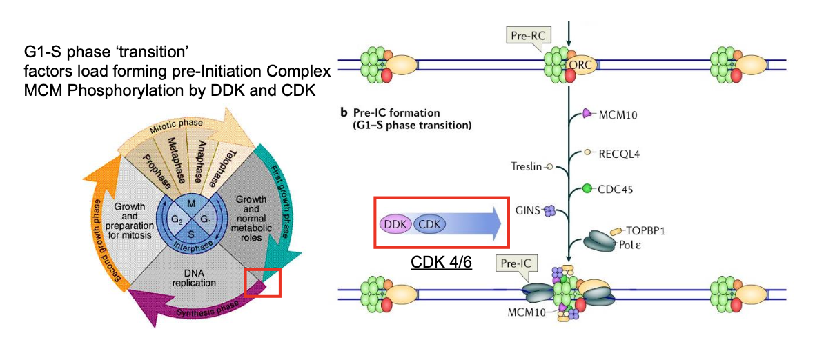 <p>Origins fire once, then are inactivated for the rest of S-Phase</p><p class="p2">Activation of Kinases:<br>Cyclin Dependent Kinase 2/Cyclin E <br>Dbf4-dependent Cdc7 kinase (DDK) <br>phosphorylate initiation factors <br>minichromosome maintenance protein complex (MCM)</p><p class="p1">CMG complex encircles the leading strand template<br>ATP hydrolysis drives unwinding<br>Initiation factors (TopBP1, Treslin, RecQL4) stabilise<br>CMG assembly</p>