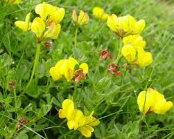 Bird’s Foot Trefoil