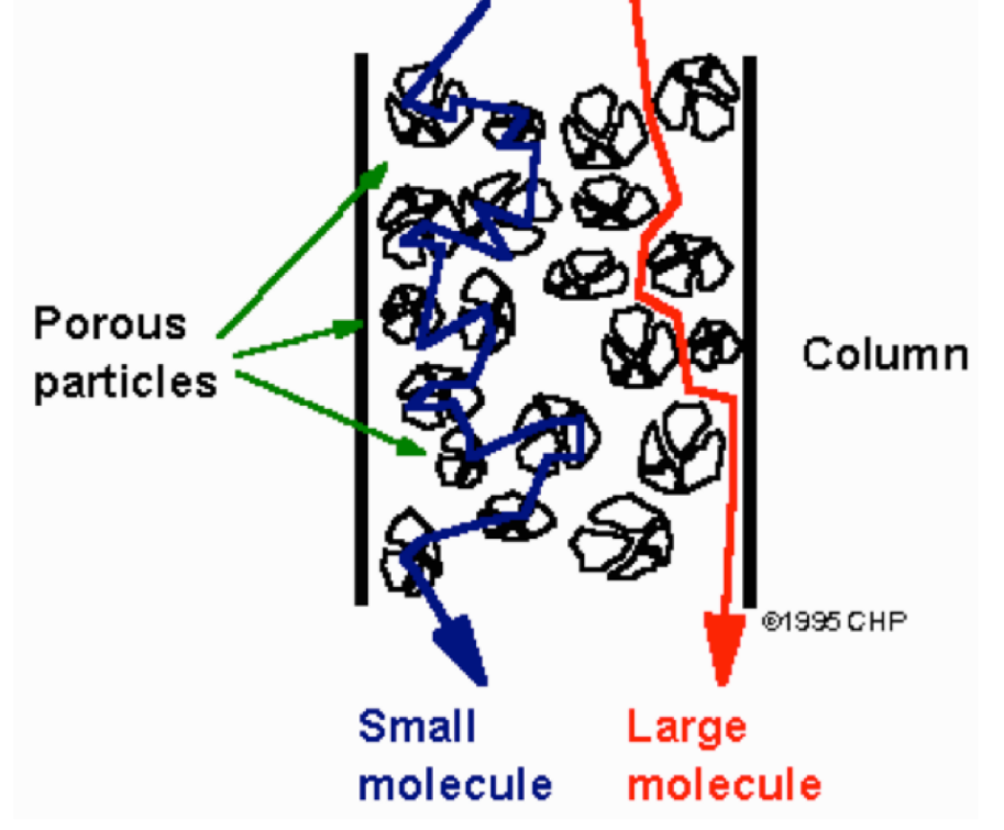 Size exclusion chromatography is based on the molecular size of the components. Separation is achieved by the differential exclusion from the pores of the packing material, of the sample molecules as they pass through a bed of porous particles. It is generally used to separate biological molecules and to determine molecular weights and molecular weight distributions of polymers. 

Molecules that are **smaller** than the pore size can enter the particles and therefore have a **longer path** and take a **longer time** to elute than larger molecules that cannot enter the particles (see picture).

\
In the size exclusion lab, you purified a smaller peptide from a mixture of a protein and a peptide using a size exclusion gel column. Which compound will elute first, the peptide or the protein?