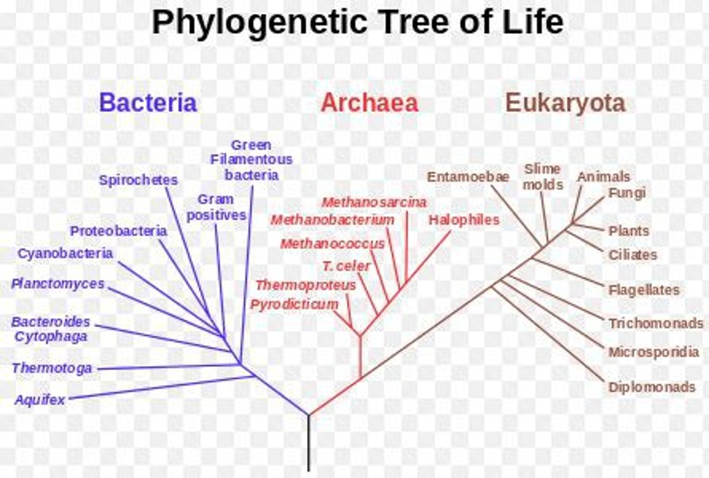 <p>Pyrodicticum, Thermoproteus, and Halophiles</p>