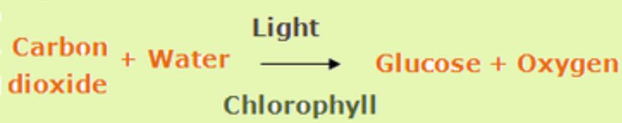 <p>Carbon dioxide + water ——light energy + chlorophyll——&gt; glucose + oxygen</p>