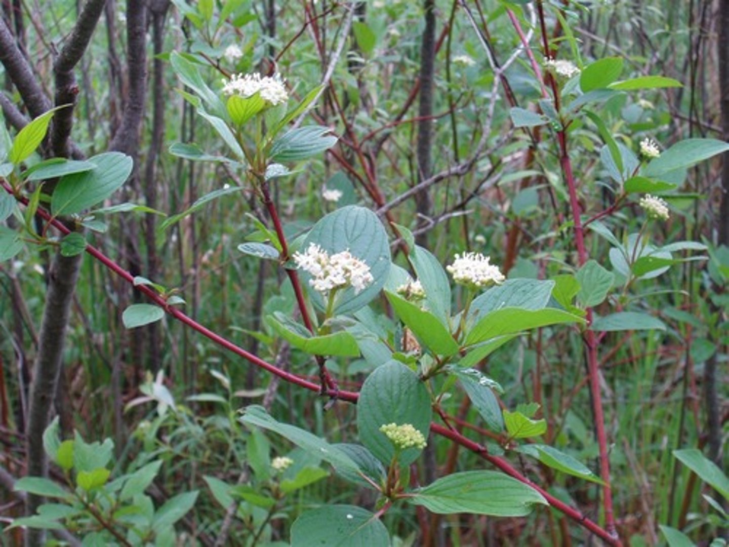 <p>Cornaceae Cornus sericea</p>