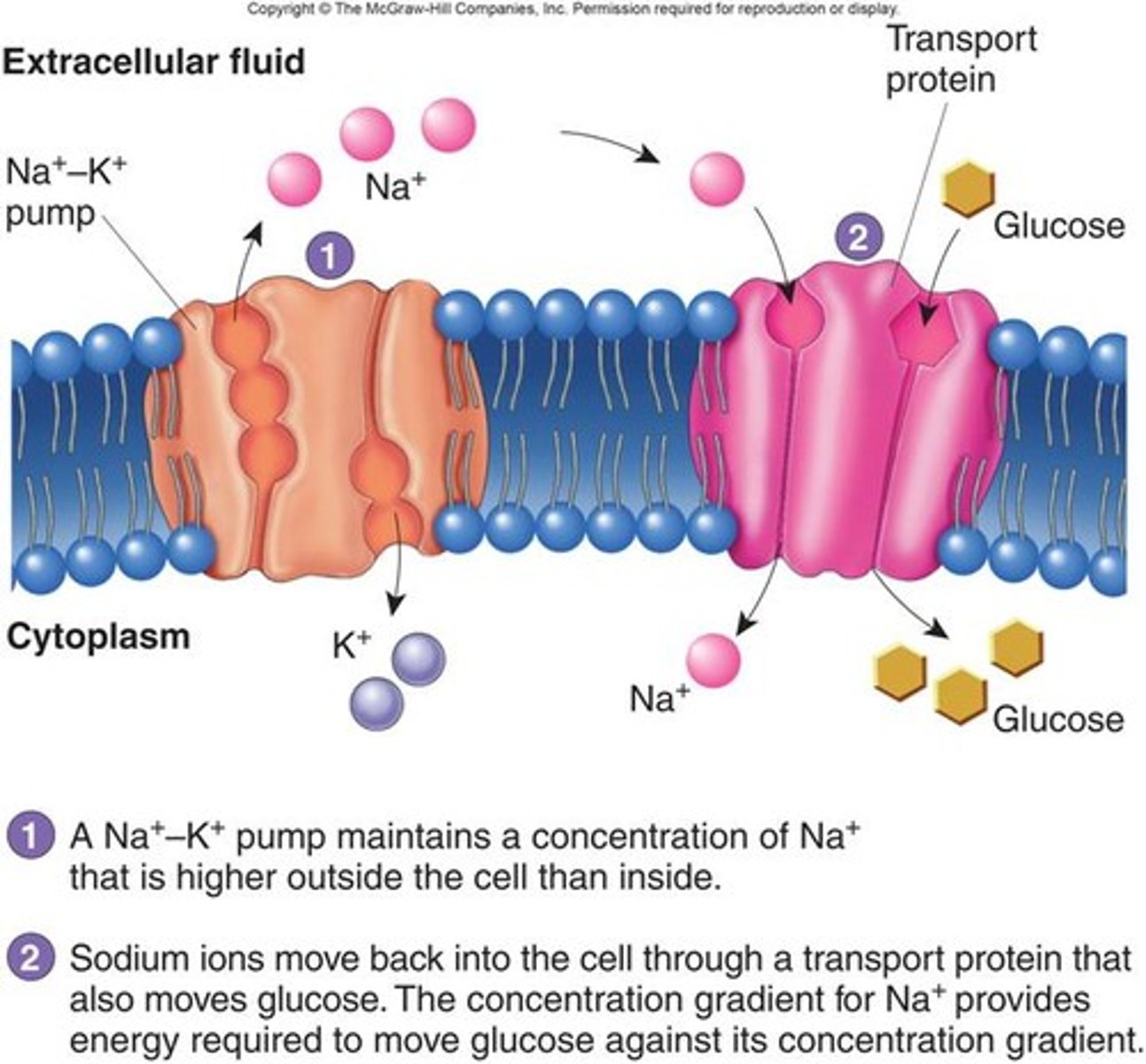 <p>-use preexisting gradient to drive transport of solute</p><p>-Ex: Na/Glucose Transporter</p>