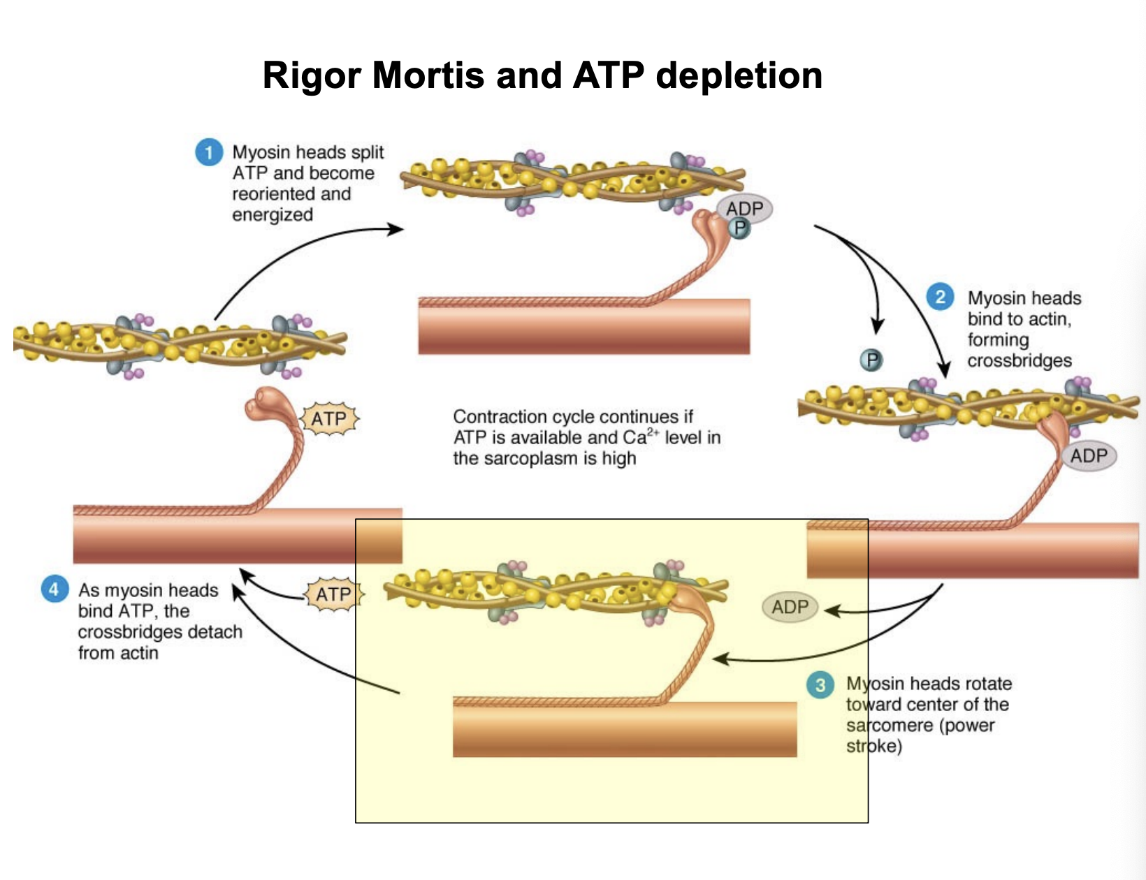 <p><span style="background-color: transparent;"><strong><span>Rigor Mortis:</span></strong><span> This occurs when ATP is depleted. Without ATP, the myosin heads cannot detach from the actin filaments, leaving the muscle in a state of permanent contraction or stiffness.</span></span></p>