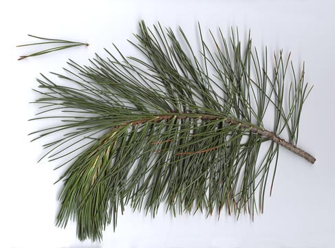 <p>limber pine</p>