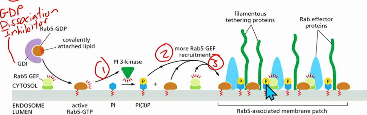 <ol><li><p>rab 5 gtp recruits PI3 kinase</p></li><li><p>pi(3)p can recruit rab5-gef</p></li><li><p>make more active rab5-gtp</p></li><li><p>pi3p and rab5gtp activate tethering proteins<br><br>*GDI (gdp dissociation inhibitor) bound to inactive rab5gdp</p></li></ol><p></p>