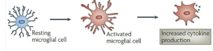 <p>inflammatory or anti inflammatory </p>