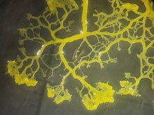 <p>lives in moist soil or decaying plants, yellow/orange colour, pulses and oozes like an amoeba</p>