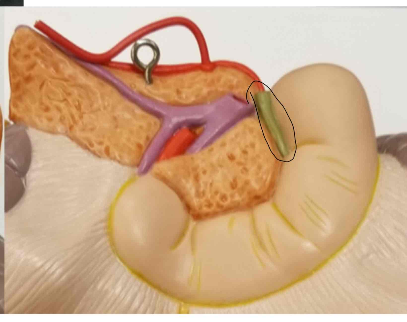 <p>Common bile duct</p>