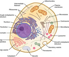 <ul><li><p>cytoplasm and plasma membrane</p></li><li><p>nucleus and nucleolus</p></li><li><p>membranous structures — smooth and rough ER, golgi, lysosomes</p></li><li><p>ribosomes</p></li><li><p>mitochondria</p></li><li><p>centrioles</p></li></ul><p></p>