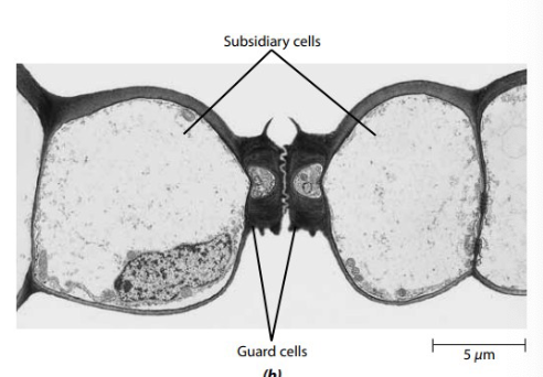 <p>Act as water and ion reservoir</p>