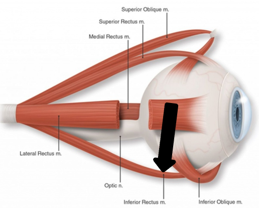 <p>innervation: CN III</p>