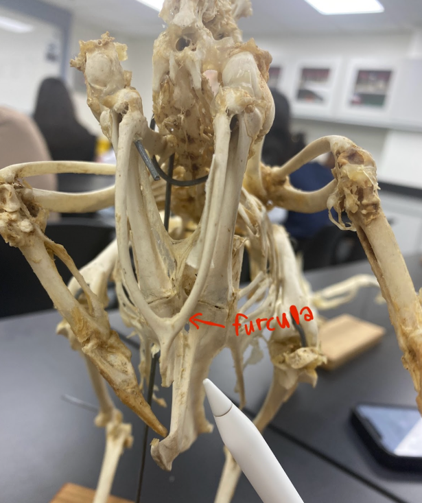 <p>furcula&nbsp;</p>