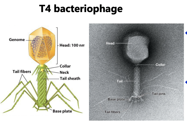 <ul><li><p>often have icosahedral head and helical tail</p></li><li><p>may also have additional structures (tail fibers &amp; collar)</p></li></ul><p></p>