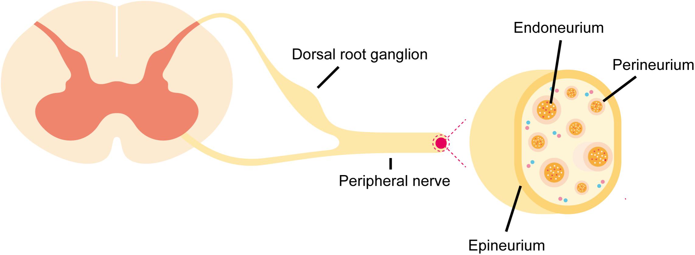 <p>Epineurium</p>