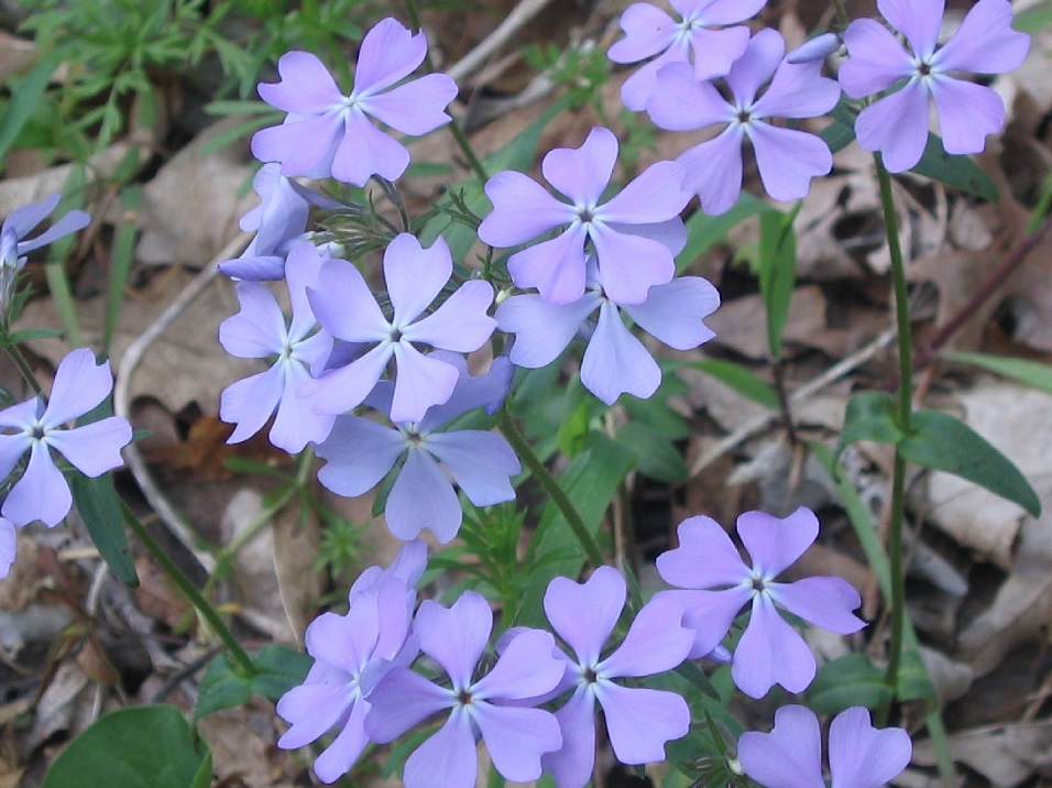 <p>blue phlox</p>