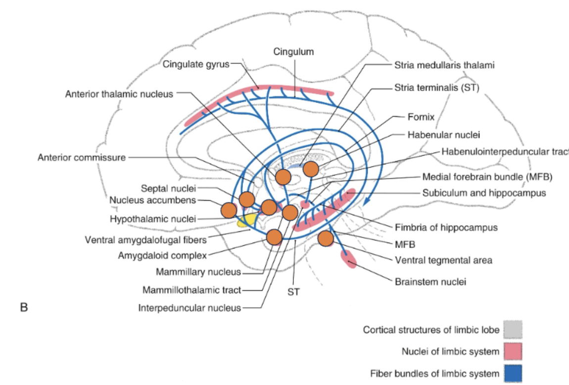 <p><span style="color: rgb(255, 255, 255)"><u><br>second level </u></span><u>of the limbic system</u></p>