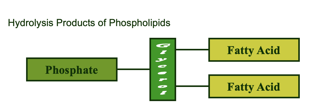 phospholipids