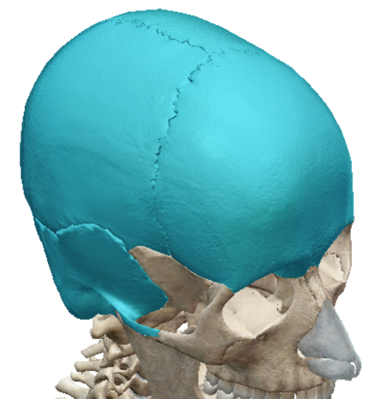 <p>Flat bones</p>