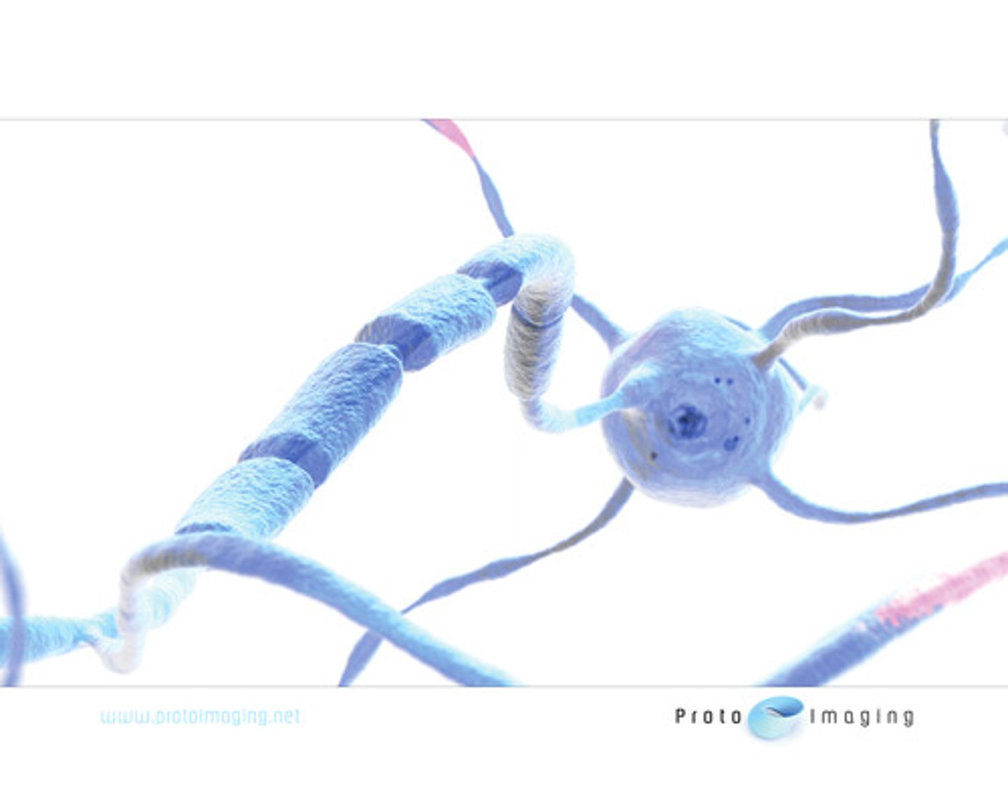 <p>bumps on myelin sheath covering axon</p>