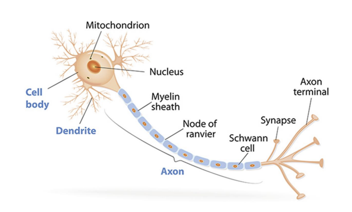 <p><span data-name="black_small_square" data-type="emoji">▪</span> Fundamental unit of the nervous system</p><p></p><p>• responsible for receiving sensory input from the external world</p><p>• sending motor commands to our muscles</p><p>• transforming and relaying the electrical signals at every step in between</p>