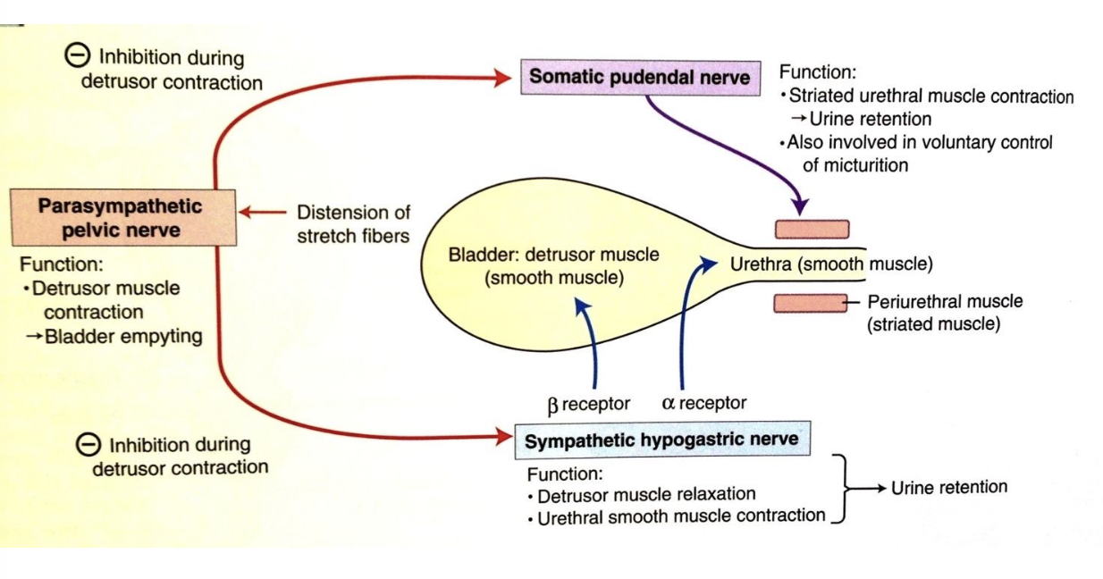 <p>parasympathetic and sympathetic (autonomic)</p>