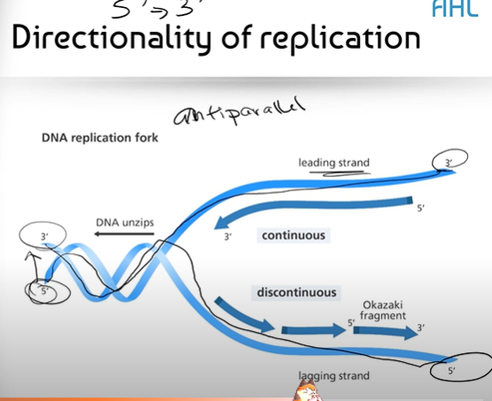 <p><span>It means that the structure of DNA runs in an opposite direction; so while one strand may have the 3' end on one side, the opposite end of that same strand will have a 5' end; and the strand opposite to it will run in the opposite direction</span></p>