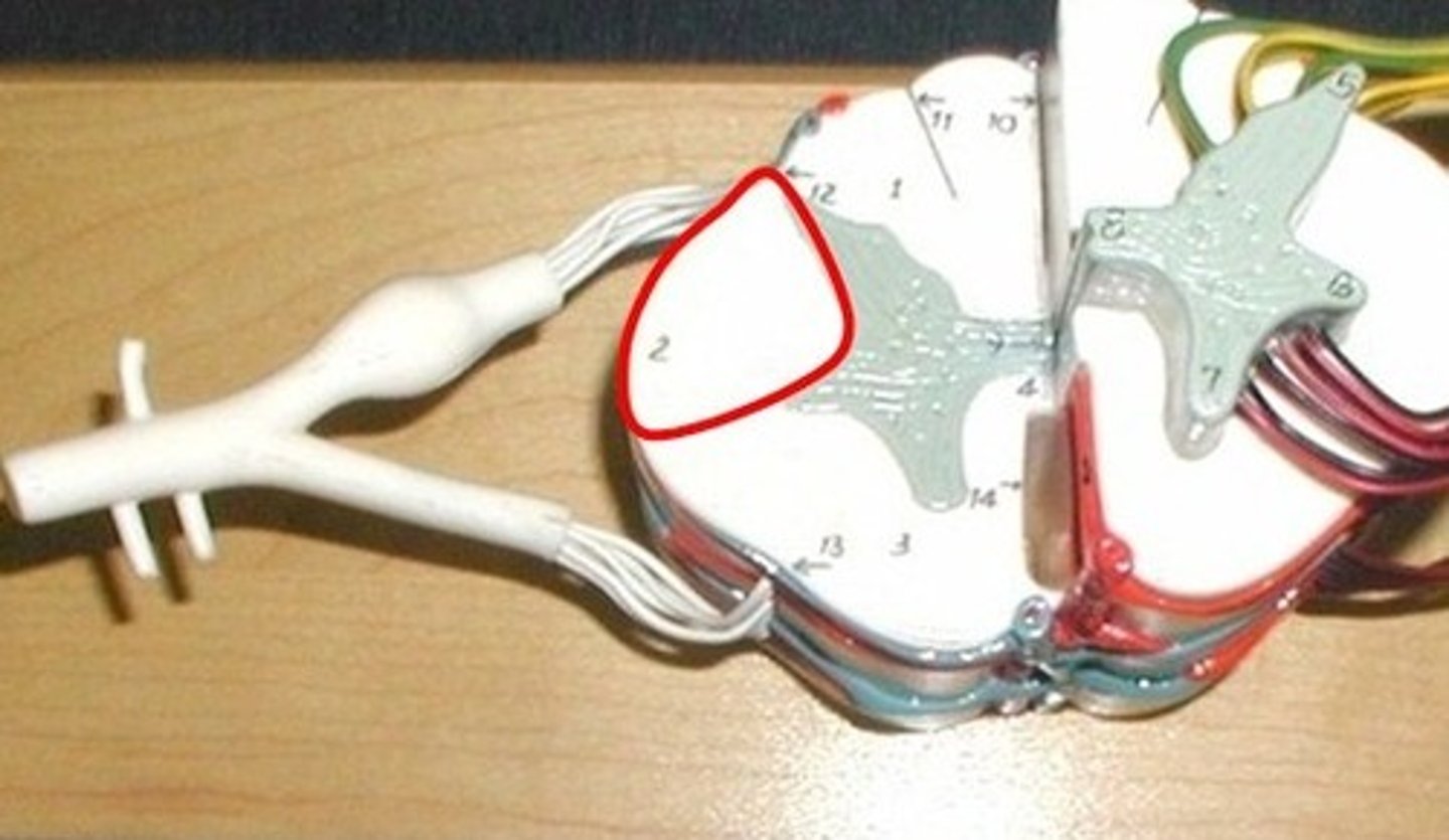 <p>Transmits proprioception, pain, temperature, and motor info.</p>