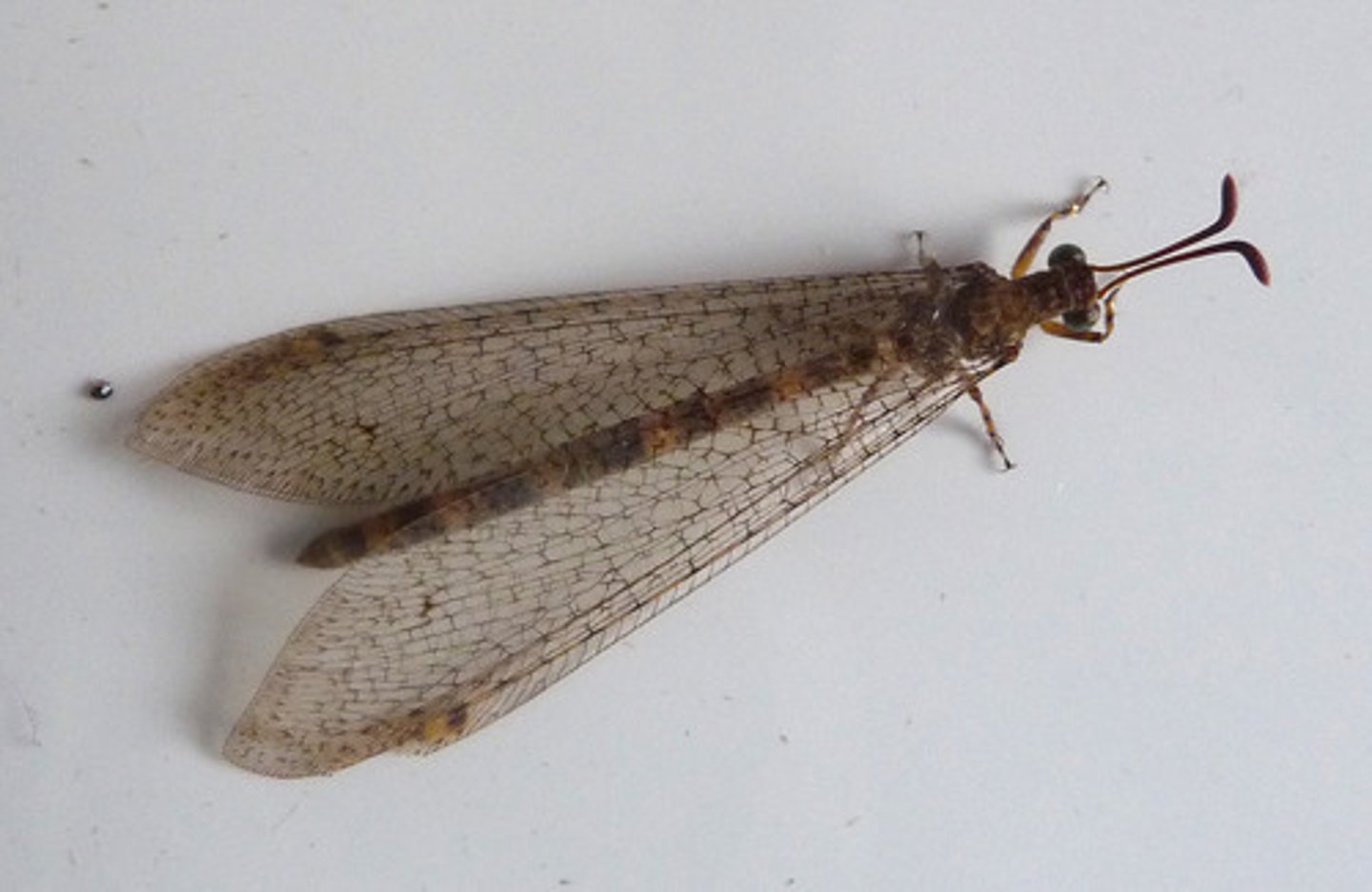 <p>Look superficially like damselflies but have longer, slightly clubbed antennae</p><p>•Softer body then damselfly</p><p>•Twigging wing veination</p><p>•Petiolate wings</p><p>•Larvae are predacious on ants and other small insects</p>