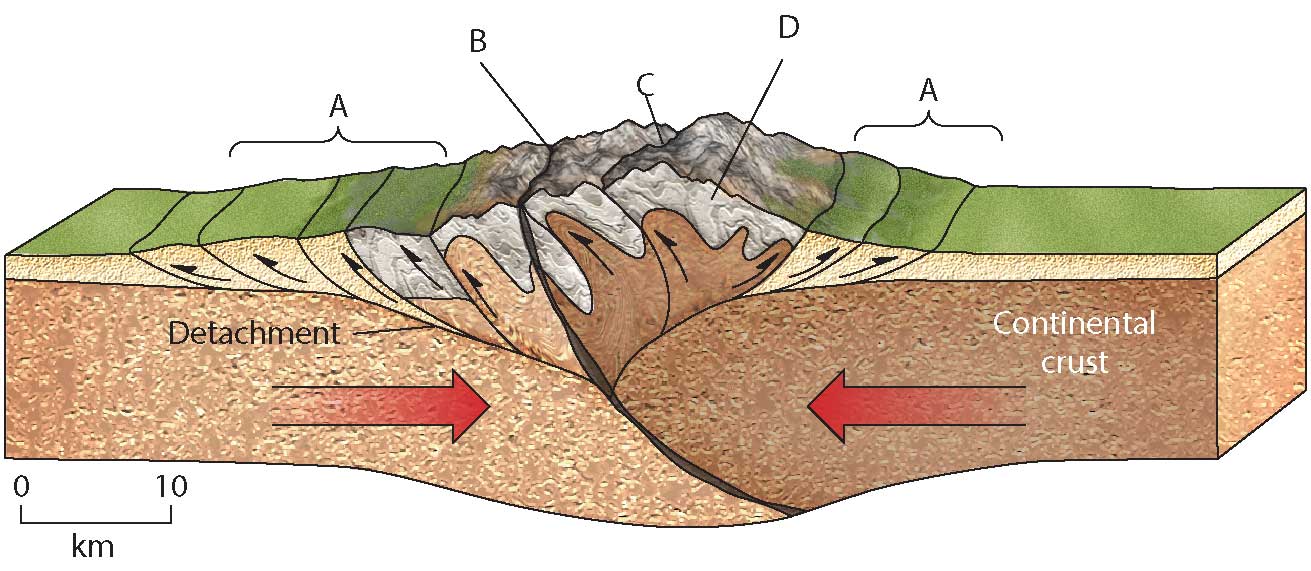 Mountain building at convergent margins produces several distinct geologic settings. This diagram represents an orogeny in which one continent has already collided with another continent. Where on the image is a suture located?