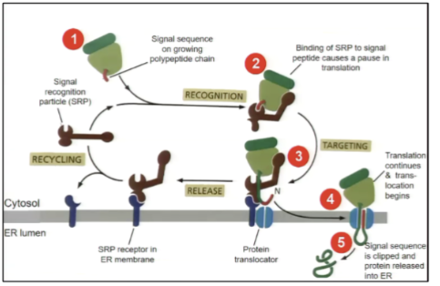<p>after ~30 amino acids the nascent chain emerges from the ribosome, it is bound by the SRP and translation is arrested (occurs after ~70 AAs as 30-40 AAs are buried in ribosome. SRP complex moves to the ER and docks the SRP receptor protein complex translation arrest is relieved and SRP is released and recycled to be used again.</p>