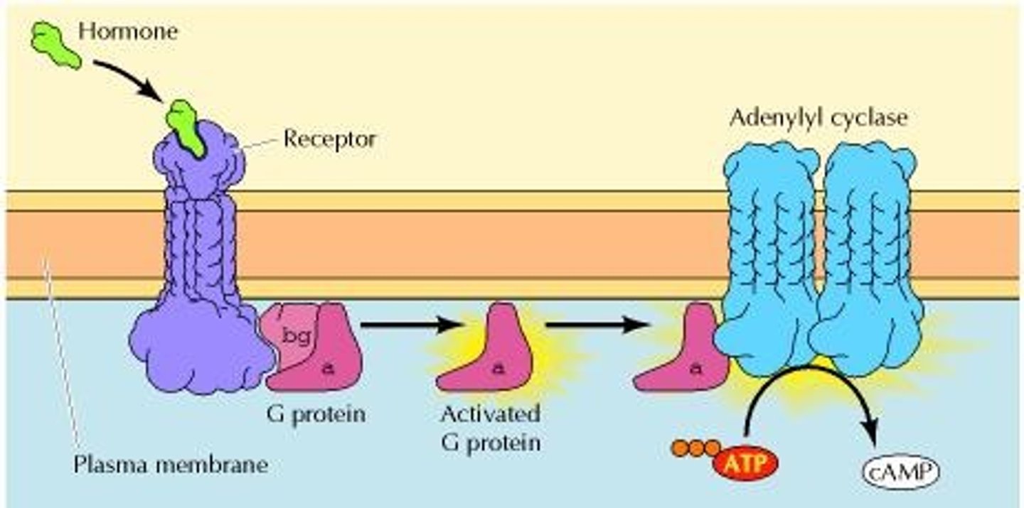 <p>Adenylate Cyclase converts ATP into cAMP (Cyclic AMP), which will then activate and alter other proteins within the cell, ultimately resulting in increased heart rate, dilated blood vessels, glycogenolysis, etc.</p>