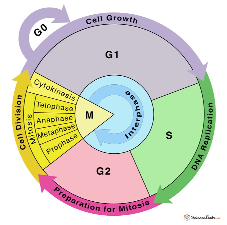 <p>the cell cycle</p>