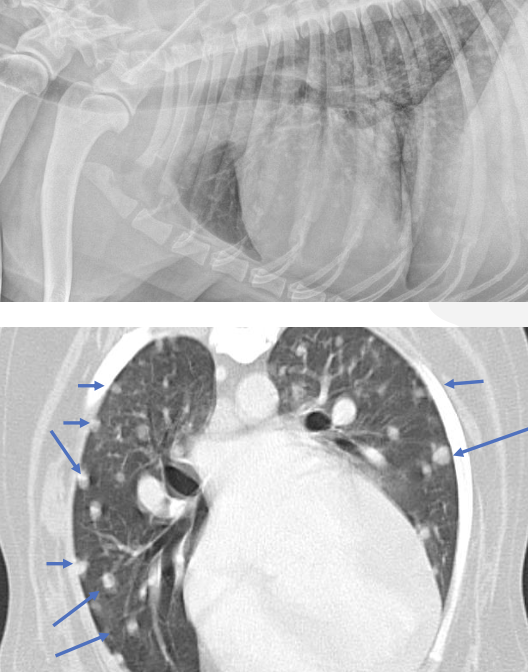 <p>-thoracic imaging (radiographs or CT)</p><p>-abdominal imaging (radiographs, ultrasound, or CT)</p><p>-echocardiogram</p>