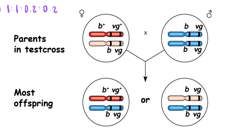 <p>What did Morgan determine regarding genetic linkage?</p>
