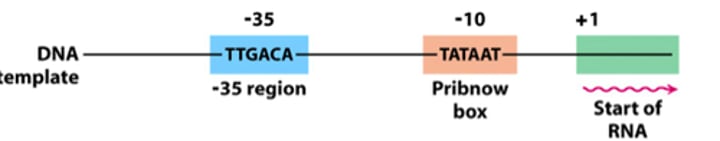 <p>establishes where RNA synthesis is initiated.</p>