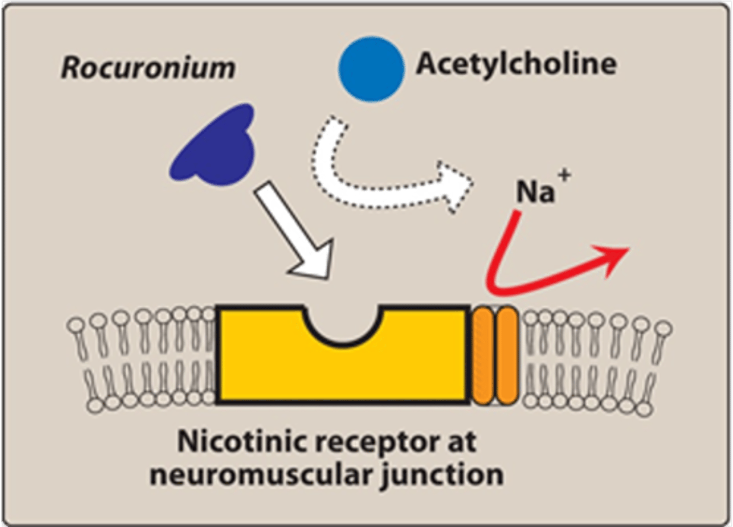 <p>- Used to relax air muscles during surgery<br>- Prevents acetylcholine from causing muscular contraction<br>- Competitive antagonist (Acts by binding to same site as Acetylcholine on Nicotinic Receptors at neuromuscular junction)</p>