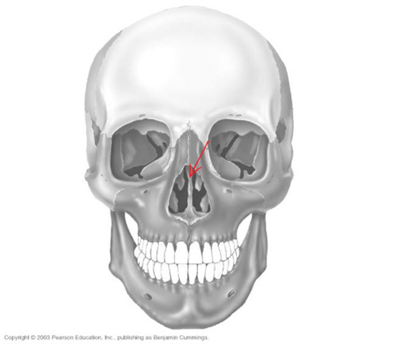 <p>-projects inferiorly from cribriform plate</p><p>-forms portion of bony nasal septum</p>