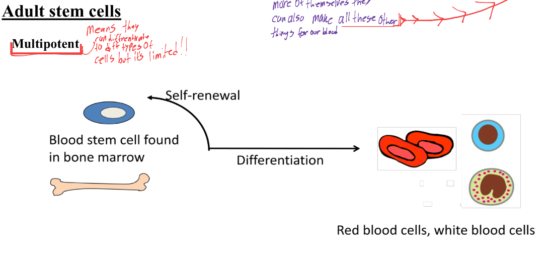 <p>means that they can differentiate to different types of cells but it is limited. </p>