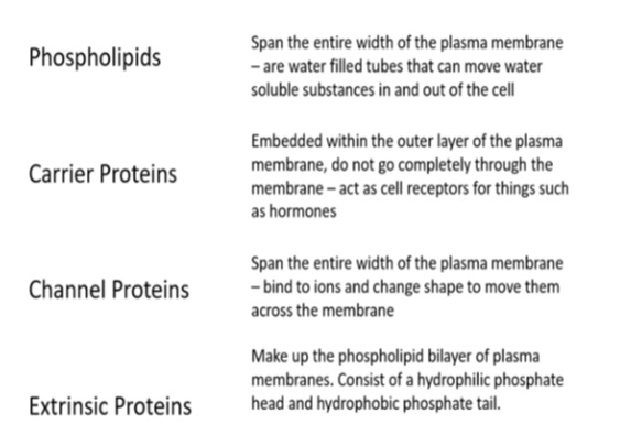<p>1.Match the defintions in the image:</p><p class="has-focus">Cell surface membrane - Proteins:</p><p class="has-focus is-empty">Info:</p><p class="has-focus is-empty">To summarise the function of the proteins in the membrane are:</p><p class="has-focus is-empty">• Provide …1? support </p><p class="is-empty has-focus">• Act as …2? transporting water soluble substances across the membrane </p><p class="is-empty has-focus">• Allow active …3? across the membrane through carrier proteins</p><p class="is-empty has-focus"> • Form cell surface receptors for identifying cells </p><p class="is-empty has-focus">• Help cells adhere together</p><p class="is-empty has-focus"> • Act as …4? -ie for hormones</p>