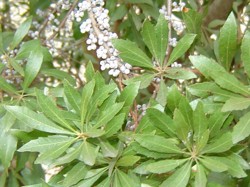 Common: wax myrtle, bayberry

Family: Myricaceae

Range: NJ, FL, W to TX, Piedmont

Habitat: downland areas, flood plains, xeric to hydric

Height: Up to 5ft tall, shrubby, multistemmed

Persistence: evergreen

Bark: Smooth, gray bark, lenticels

Leaves: Simple, alternate, oblanceolate leaves. May be entire, may have teeth on some. Gold glands on both surfaces.

Fruits: drupes along stem, glacous (waxy)

Tol: mod salt, low fire, mod flood, mod drought

Other: quail, turkey, pollinators use. Fixes nitrogen.