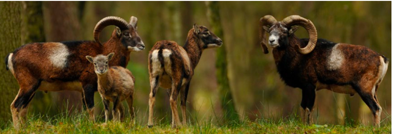 <p><span><em><span>Neozoe ursprünglich aus Kleinasien; in der Schweiz 2 Kolonien im Wallis (200 Tiere), Meldung 2017 im Tessin</span></em></span></p>