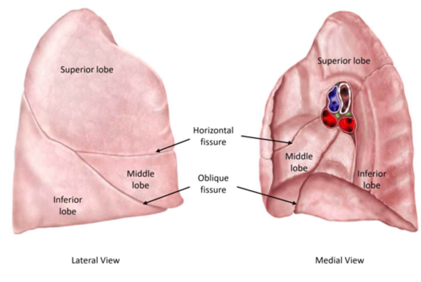 <p>superior, middle, inferior</p>