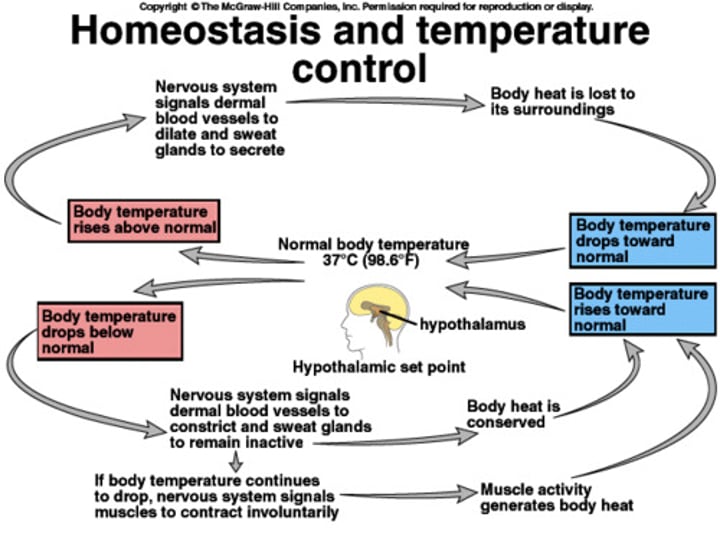 <p>Working out --&gt; Excessive Heat production --&gt; Sensor --&gt; Control center (brain) --&gt; Effector (dilated blood vessels, increase sweat) --&gt; Heat released --&gt; Cool down--&gt; Back to sensor<br><br>The cycle repeats</p>