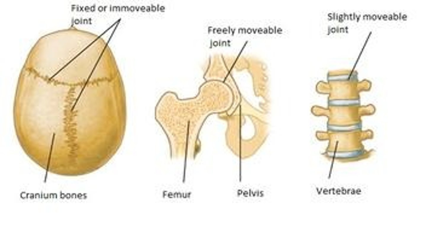 <p>1. Fibrous joint: bones joined together by dense connective tissue and allow little movement (skull)</p><p>2. Cartilage joint: bones connected by cartilage</p><p>3. Synovial joint: True moveable joints where the bones are covered in cartilage and the joint in enclosed by a joint capsule. The outer layer of the joint capsule is strong connective tissue lined with synovial membrane (produces synovial fluid to lubricate the joint)</p>